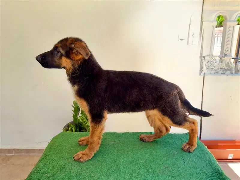 Se venden cachorras de Pastor Alemán Foto 7277114-5.jpg