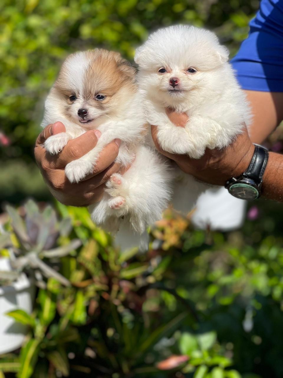 Pomerania Ambos Sexos  Foto 7277318-2.jpg