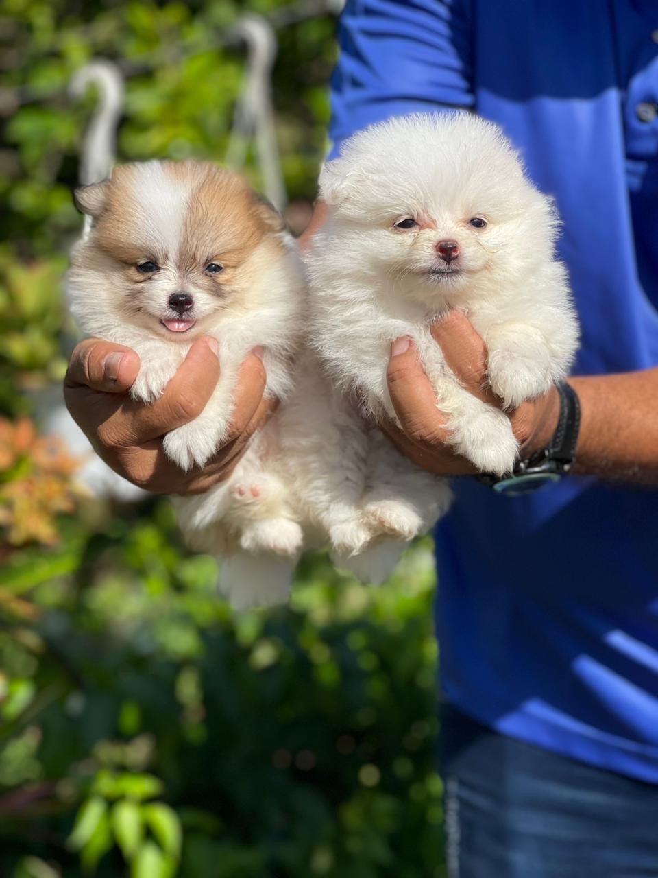Pomerania Ambos Sexos  Foto 7277318-3.jpg