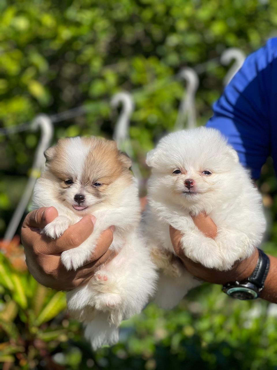 Pomerania Ambos Sexos  Foto 7277318-4.jpg