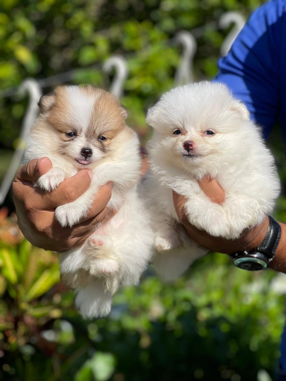 Pomerania Ambos Sexos  Foto 7277318-5.jpg