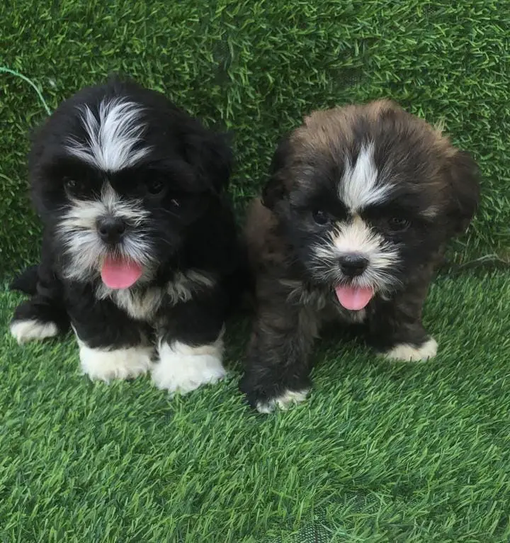Shipoo Ambos Sexos  Foto 7277431-2.jpg