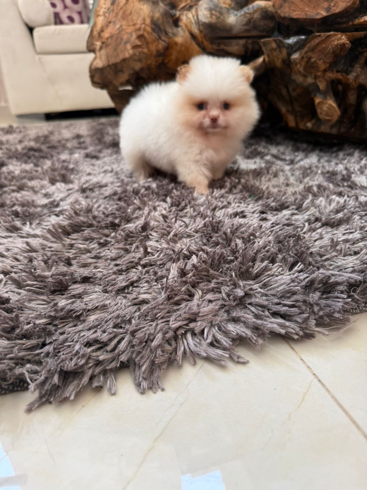 Pomerania Calidad Cara de Oso Hembra  Foto 7277432-4.jpg