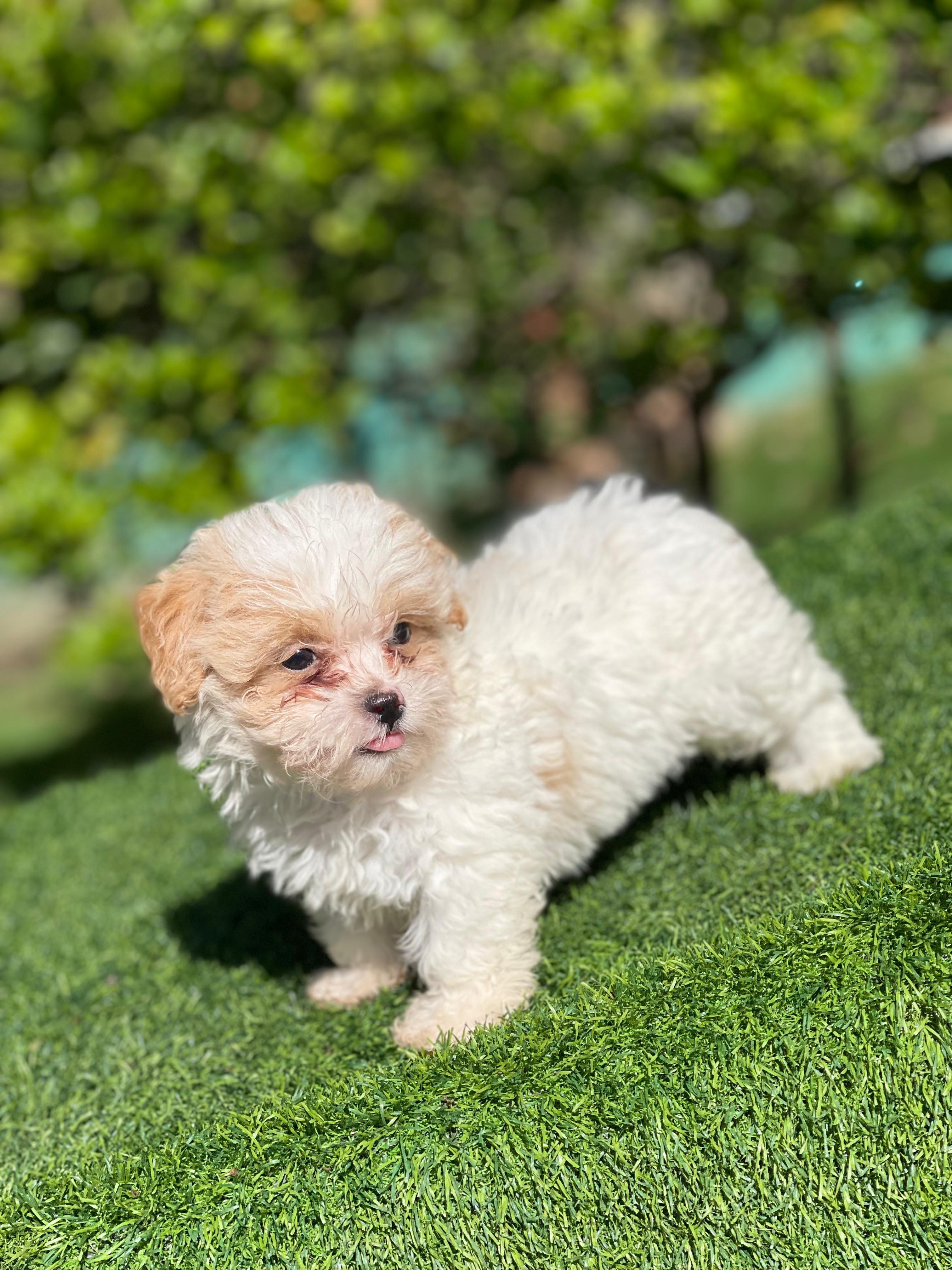Maltipoo Ambos Sexos  Foto 7277656-2.jpg