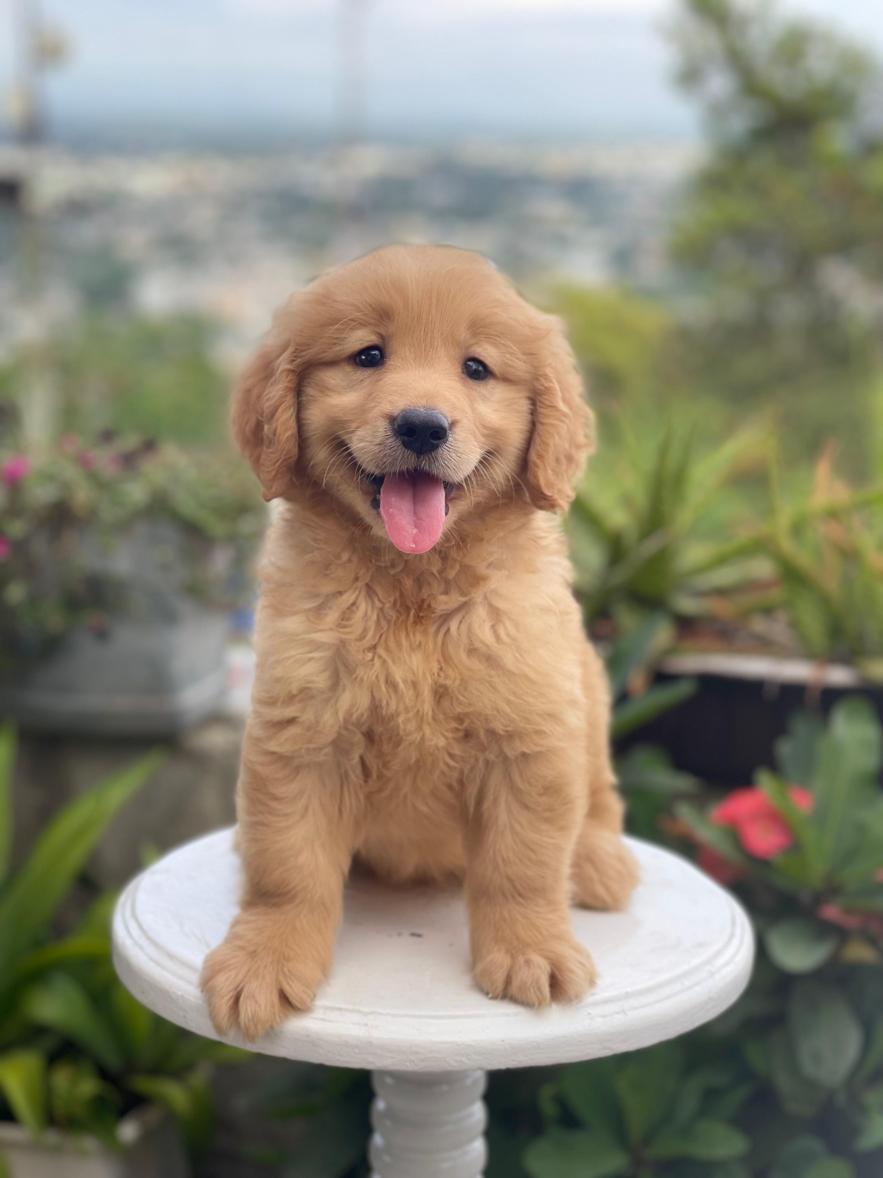 Golden retriever Ambos Sexos Foto 7277657-2.jpg