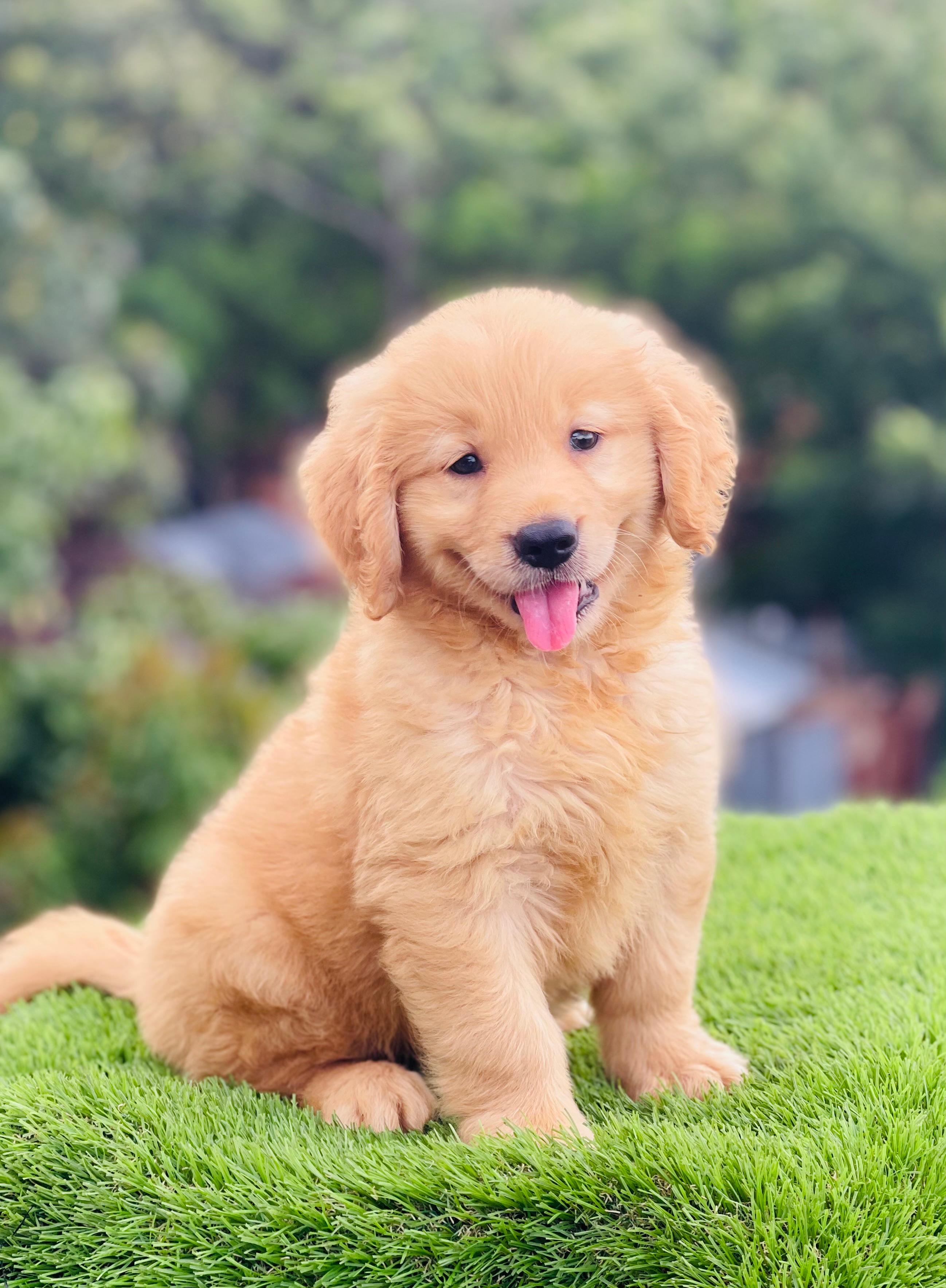 Golden retriever Ambos Sexos Foto 7277657-3.jpg