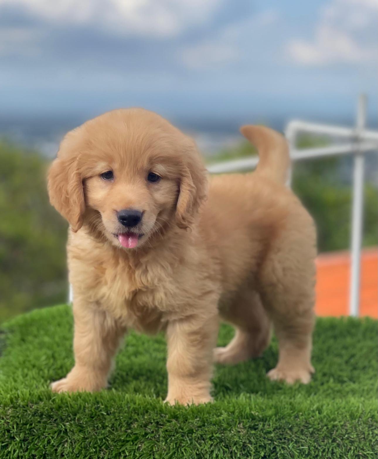 Golden retriever Ambos Sexos Foto 7277657-4.jpg