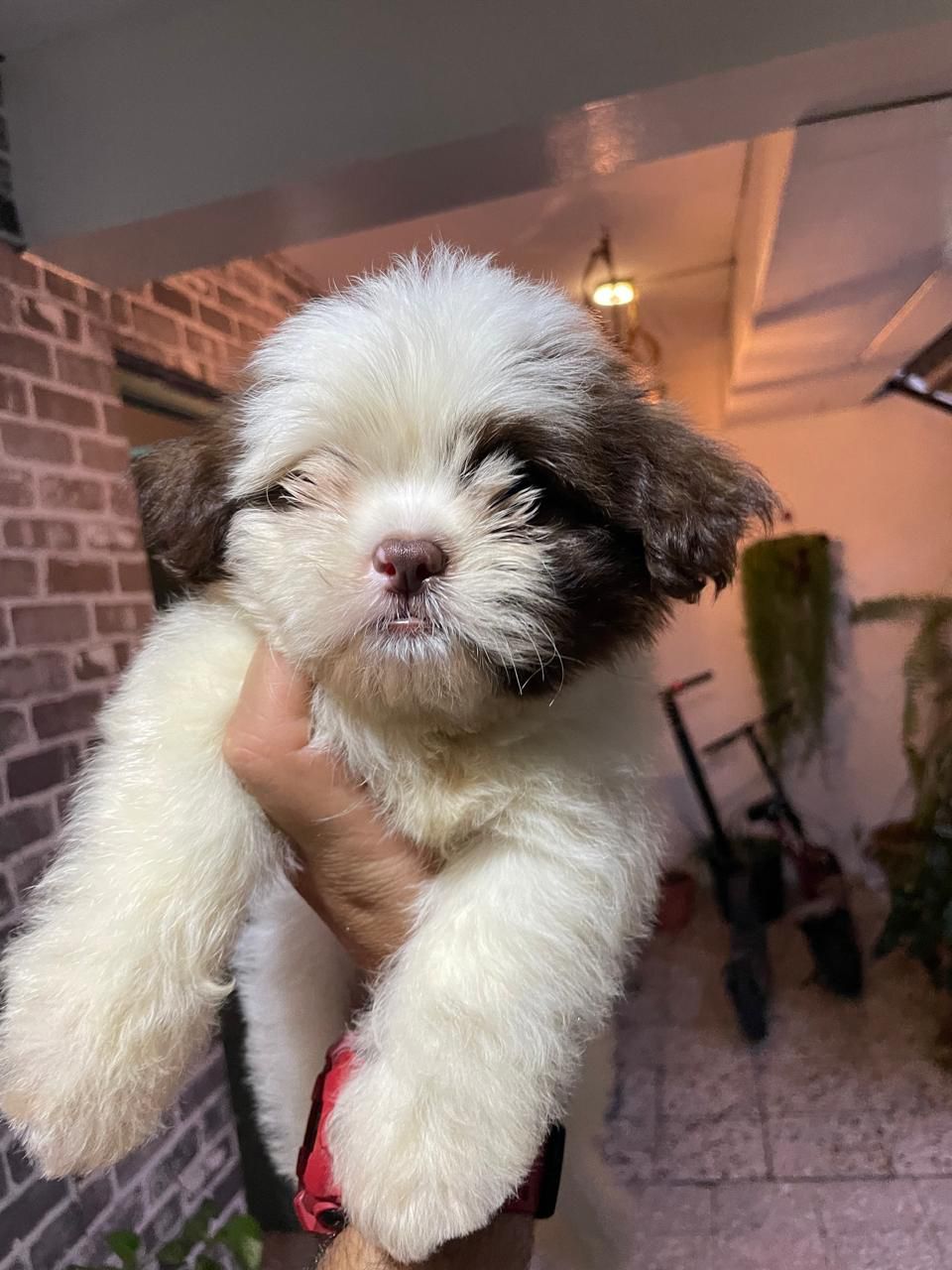 OFERTA CACHORRO SHIH TZU MACHO EN SNATO DOMINGO Y VACUNA AL DIA  Foto 7278222-1.jpg