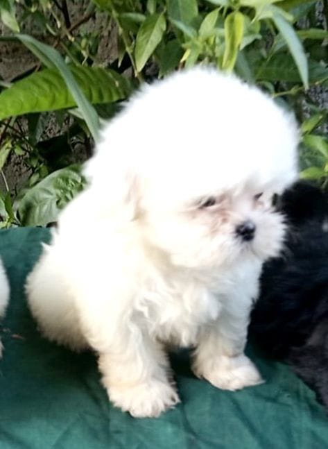 OFERTA CACHORRO SHIH TZU AMBOS SEXO EN SANTO DOMINGO Y SE ENTREGA CON  Foto 7278338-1.jpg