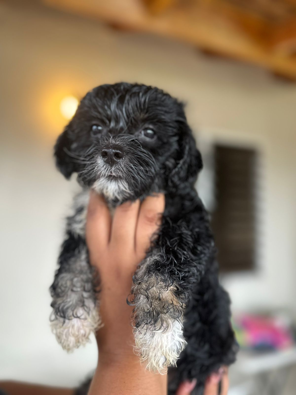 OFERTA CACHORRO SHIPOO AMBOS SEXO EN SANTO DOMINGO VACUNADOS Foto 7278802-2.jpg