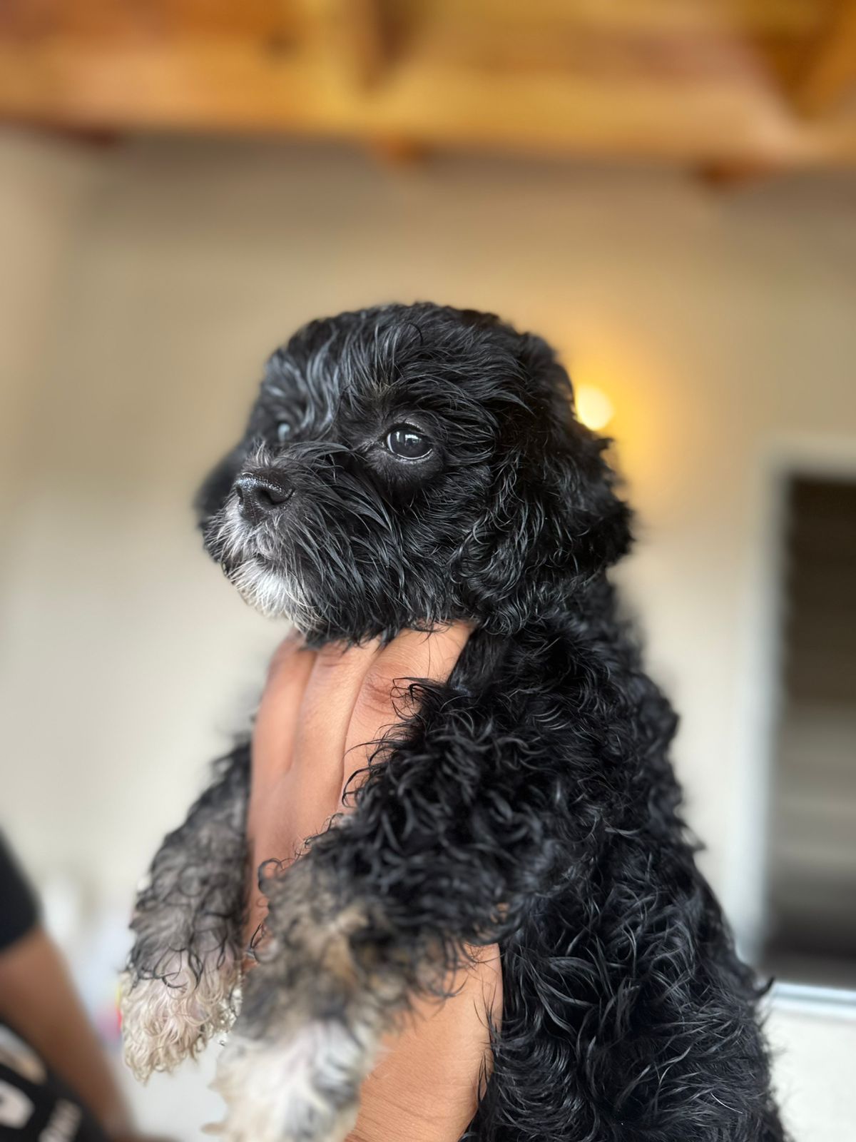 OFERTA CACHORRO SHIPOO AMBOS SEXO EN SANTO DOMINGO VACUNADOS Foto 7278802-3.jpg