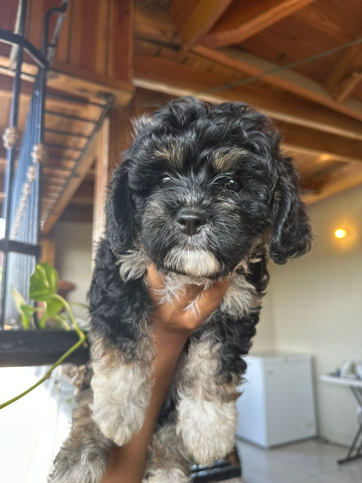 OFERTA CACHORRO SHIPOO AMBOS SEXO EN SANTO DOMINGO VACUNADOS Foto 7278802-4.jpg