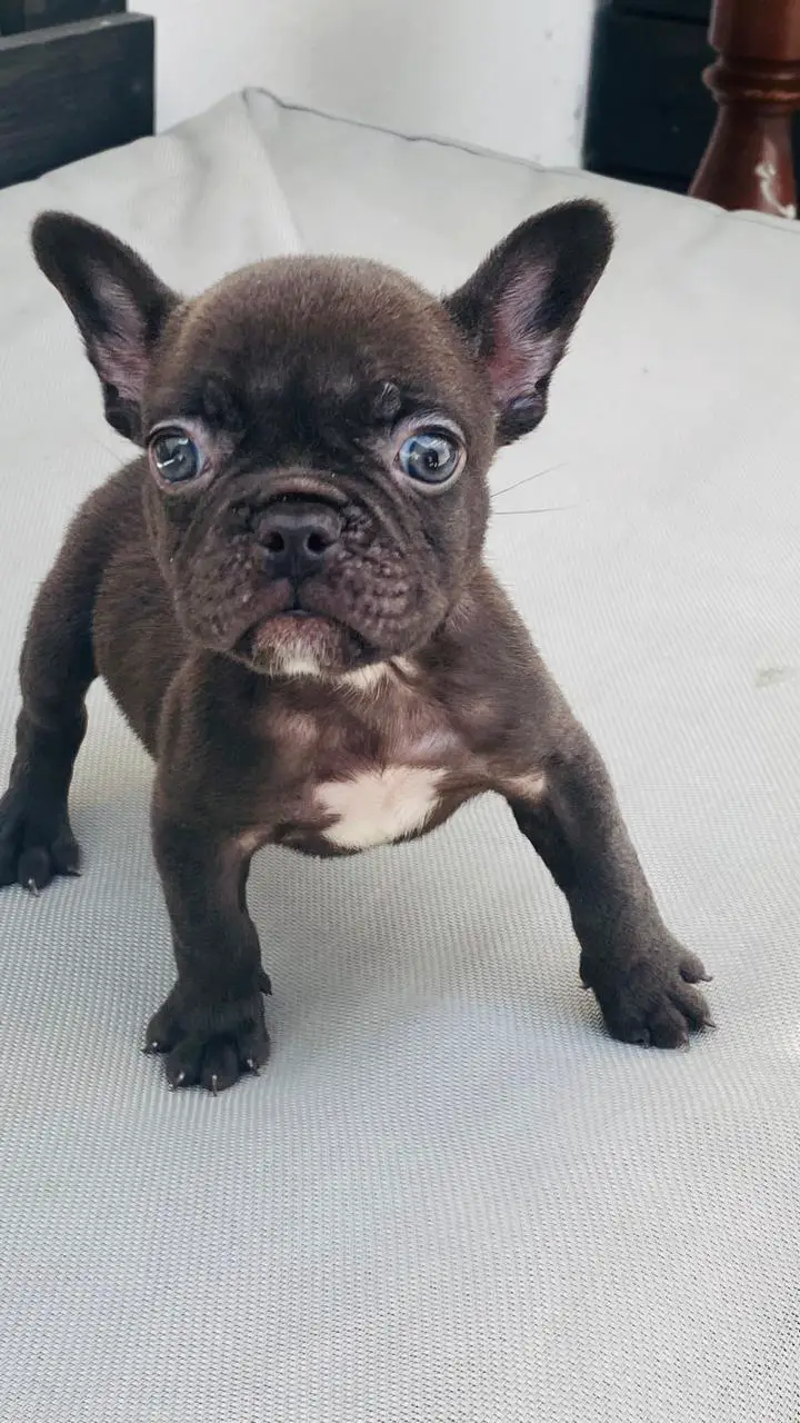 OFERTA CACHORRO BULLDOG FRANCES MACHO EN SANTO DOMINGO Y VACUNA AL DIA Foto 7278803-1.jpg
