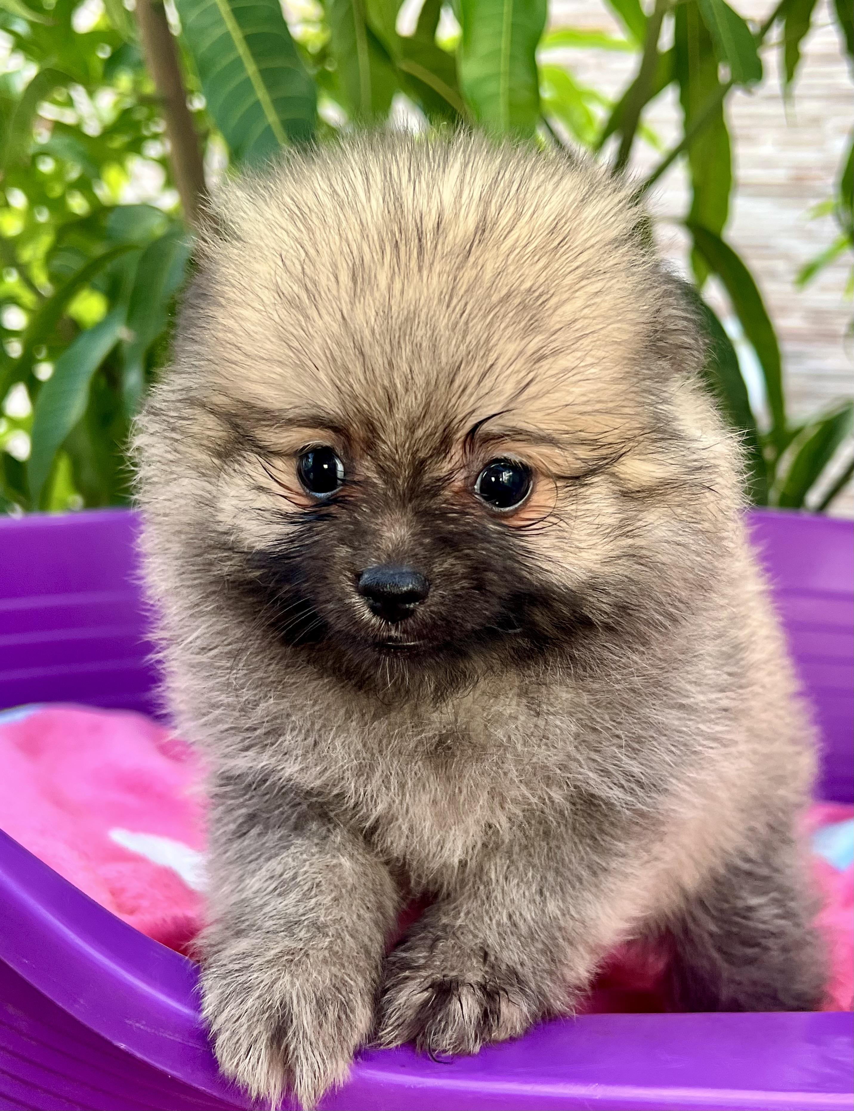 Pomerania hembra cara de oso Foto 7278814-2.jpg