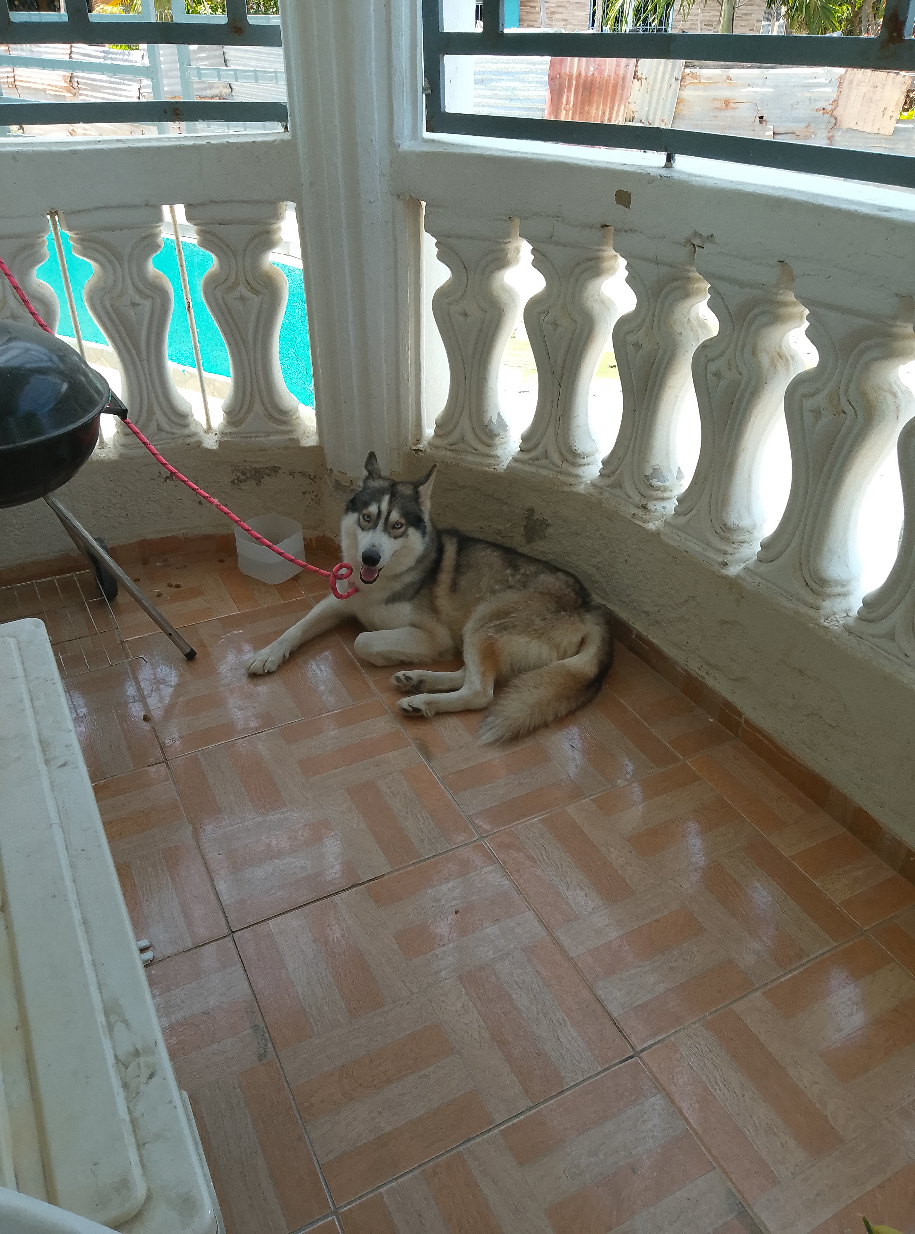 Huskyn siberiano  en San Pedro de Macorís Foto 7278820-2.jpg