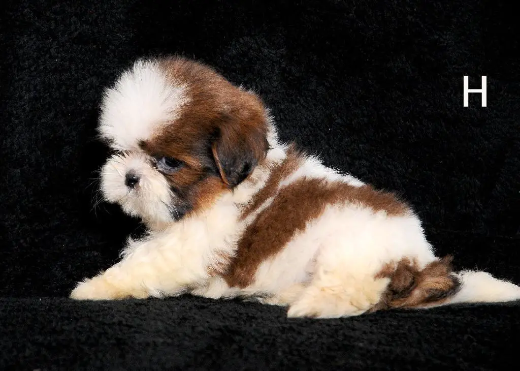 OFERTA CACHORRO SHIH TZU HEMBRA EN SANTO DOMINGO Y VACUNA AL DIA  Foto 7279038-1.jpg