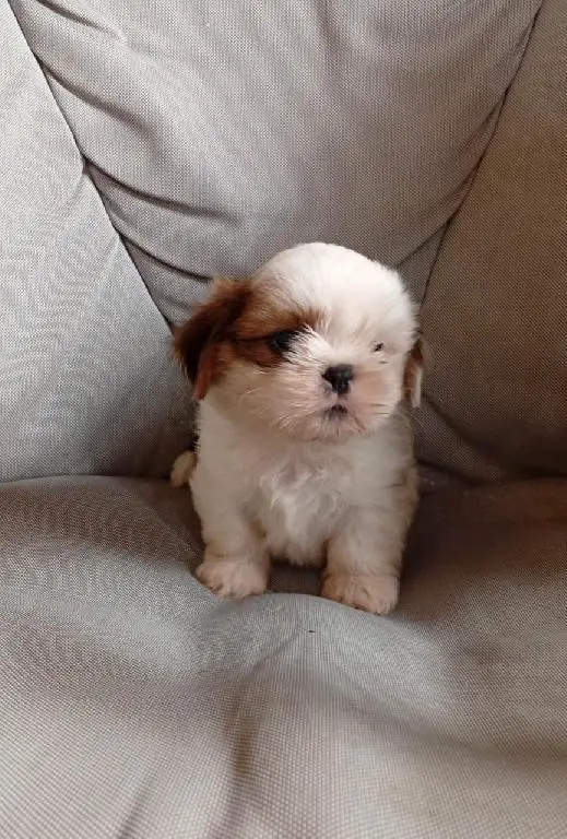 OFERTA CACHORRO SHIH TZU MACHO EN SNATO DOMINGO Y VACUNA AL DIA  Foto 7279269-1.jpg