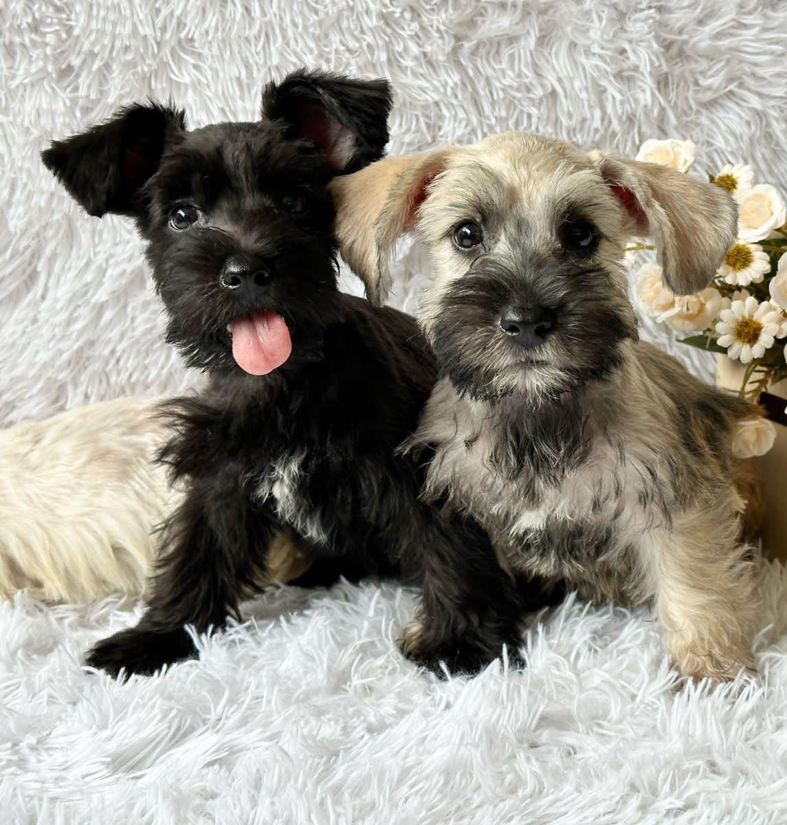 Schnauzer Ambos Sexos  Foto 7279292-2.jpg