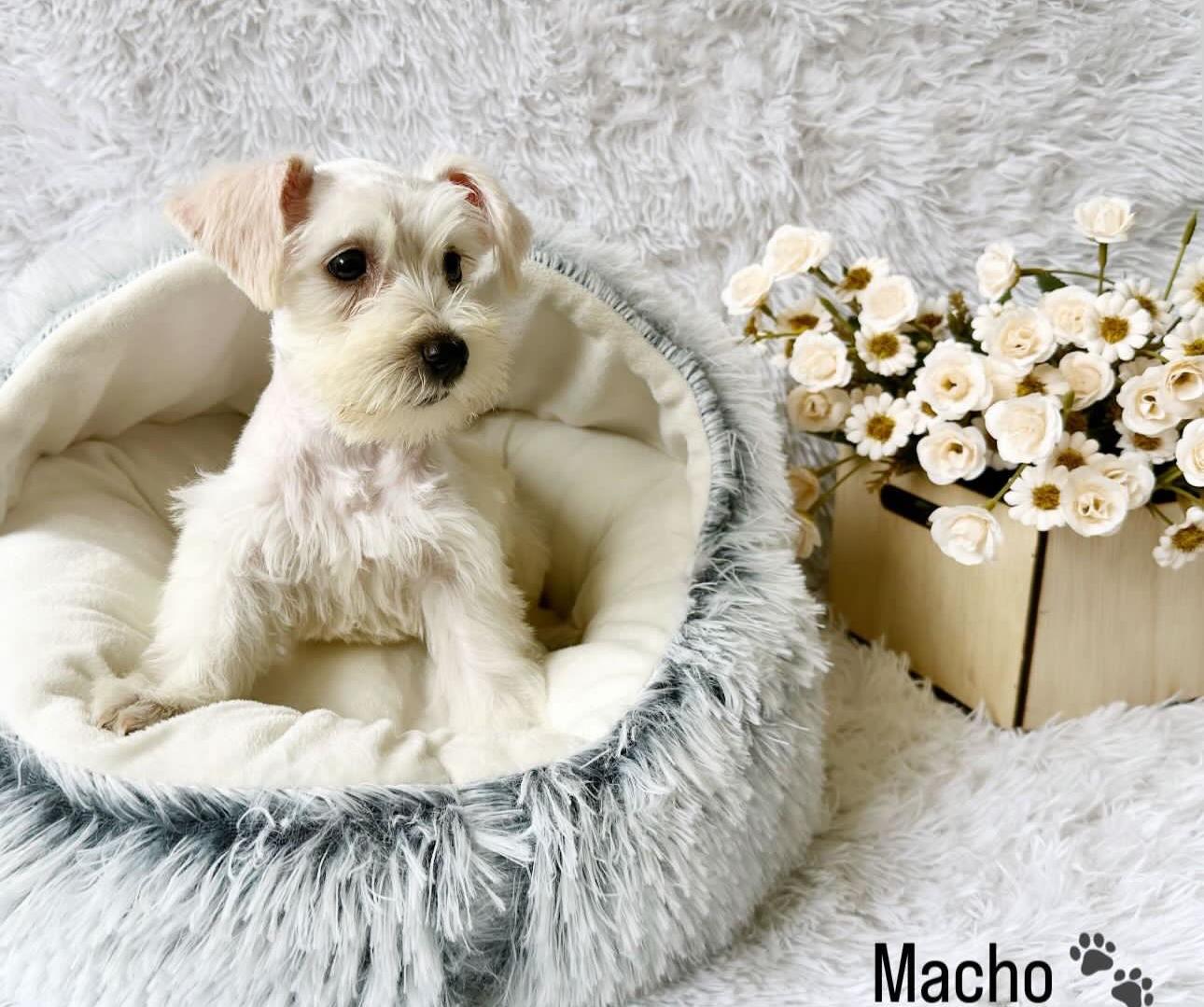 Schnauzer Ambos Sexos  Foto 7279292-3.jpg