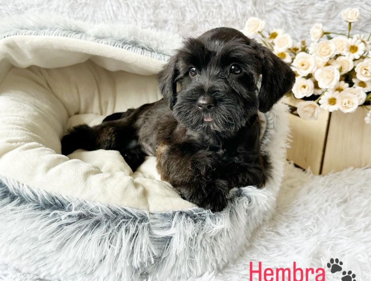 Schnauzer Ambos Sexos  Foto 7279292-4.jpg