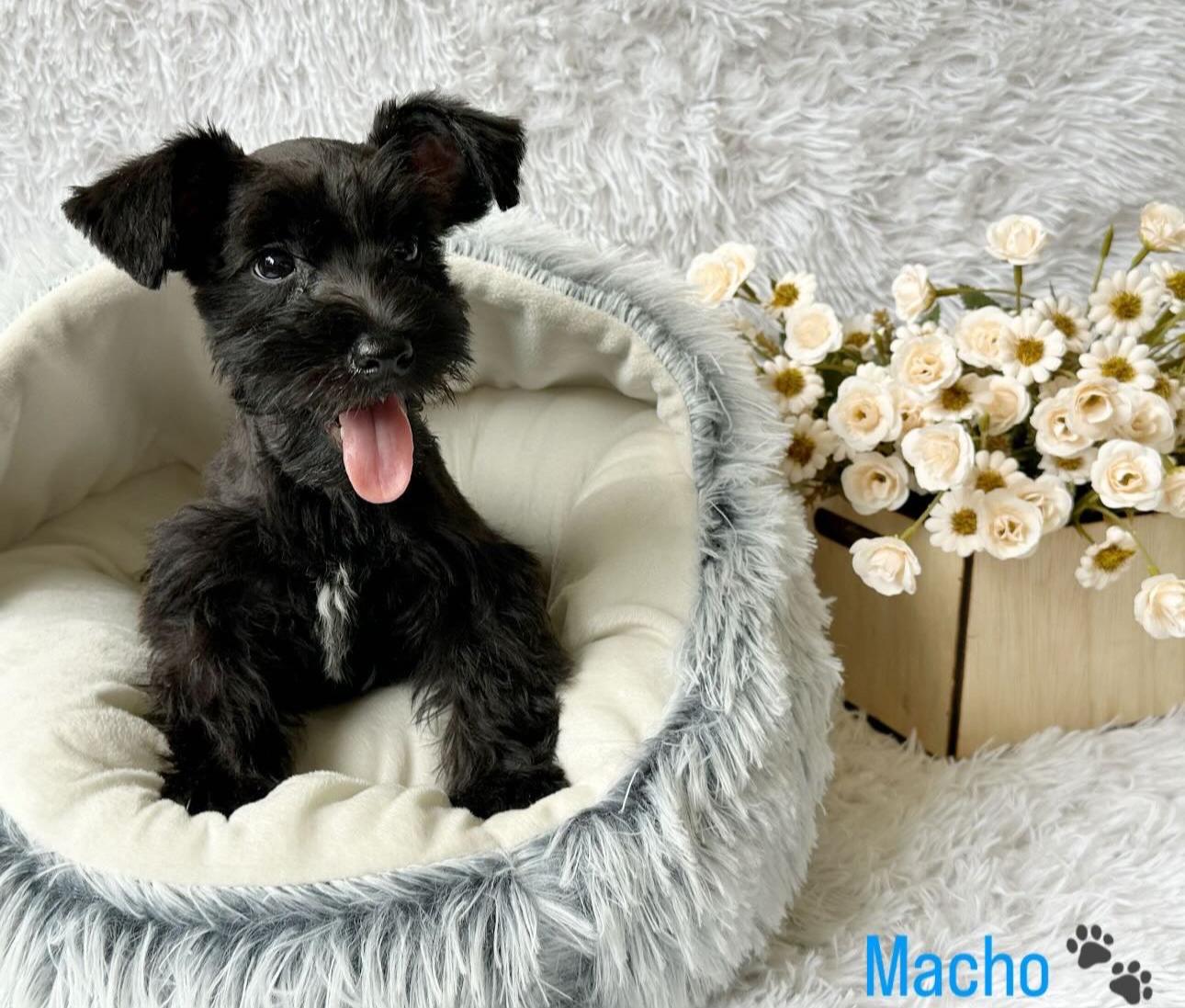 Schnauzer Ambos Sexos  Foto 7279292-5.jpg
