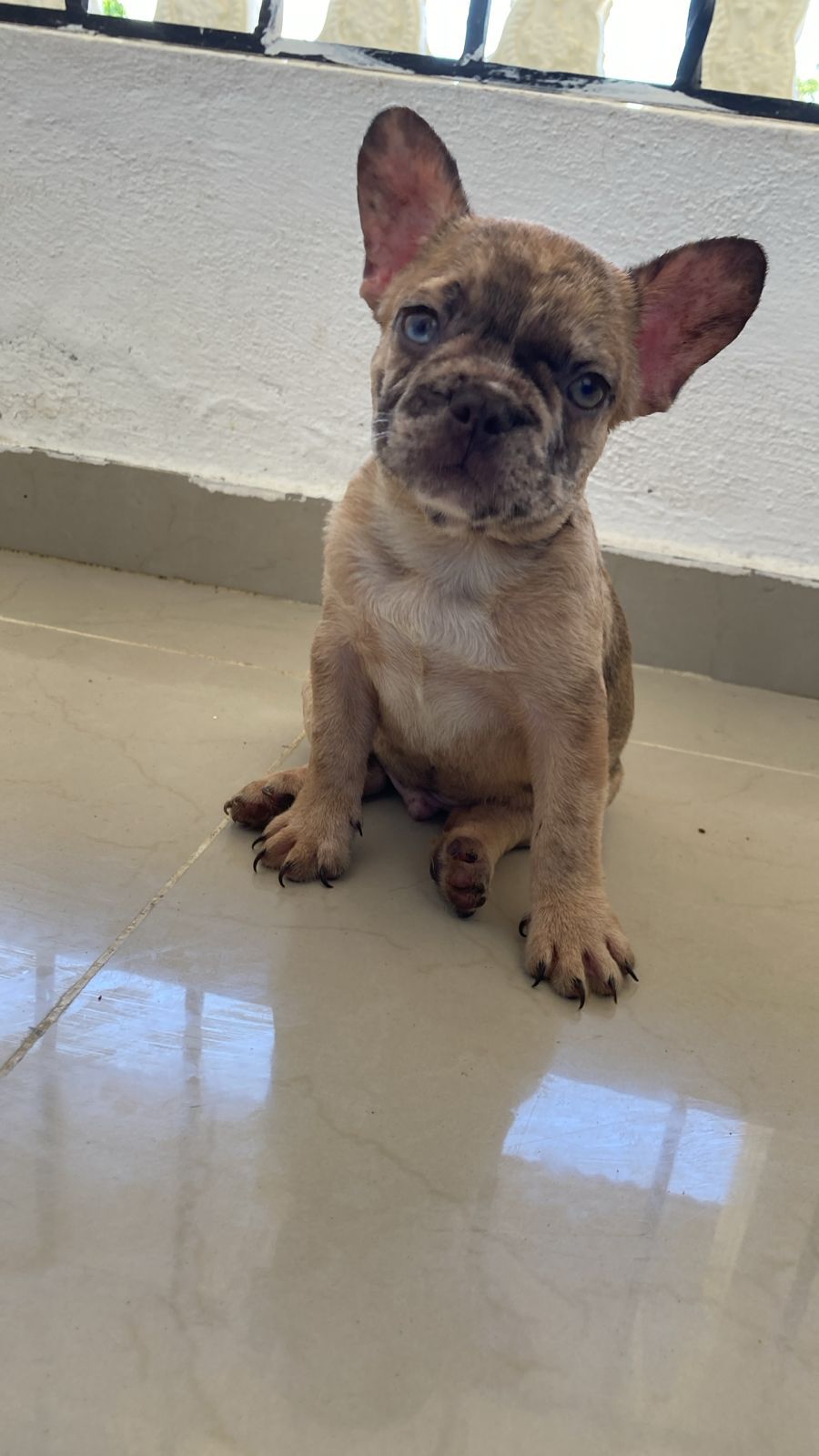OFERTA CACHORRO BULLDOG FRANCES MACHO FAWN MERLE SE ENTREGA CON TODO A Foto 7279468-1.jpg
