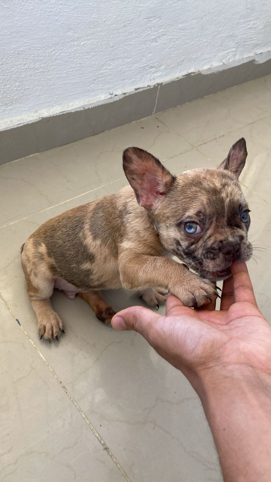 OFERTA CACHORRO BULLDOG FRANCES MACHO FAWN MERLE SE ENTREGA CON TODO A Foto 7279468-2.jpg