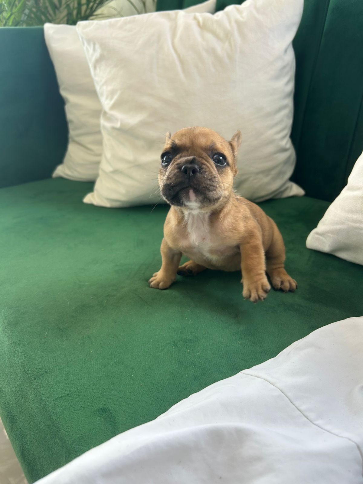 OFERTA CACHORRO BULLDOG FRANCES HEMBRA MERLE Y FAWN  ENTREGA CON TODO  Foto 7279469-2.jpg