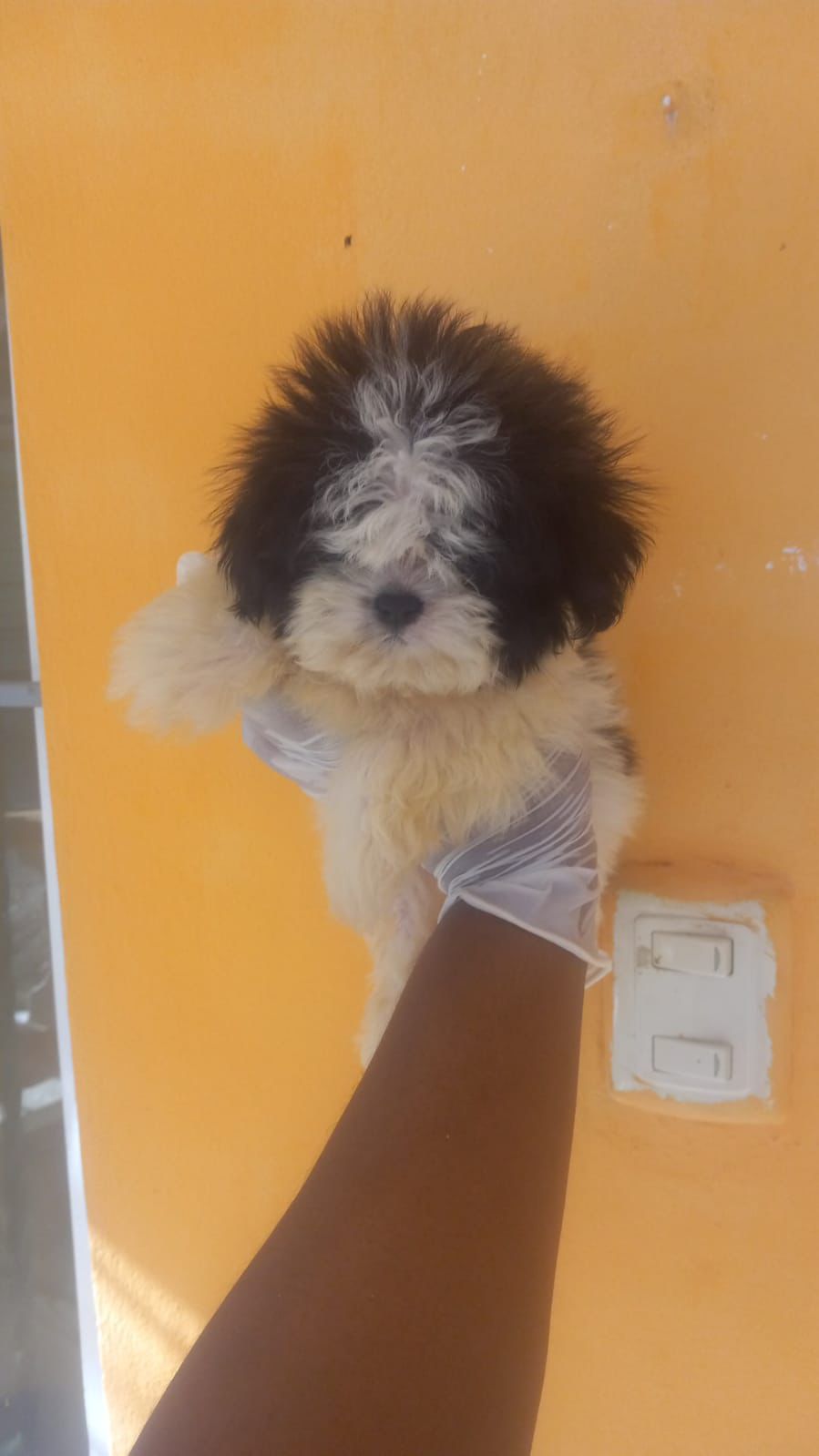 OFERTA CACHORRO SHIH TZU AMBOS SEXO EN SANTO DOMINGO Y VACUNADO Foto 7279471-2.jpg