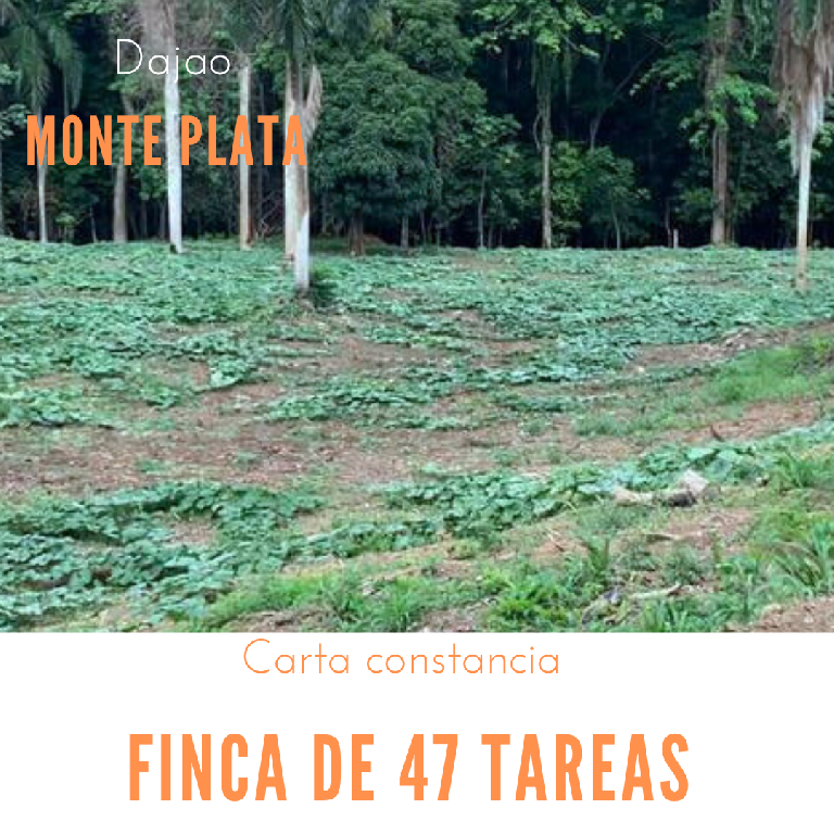 Finca de 47 tareas sembradas de Auyama en Monte Plata Foto 7279740-1.jpg