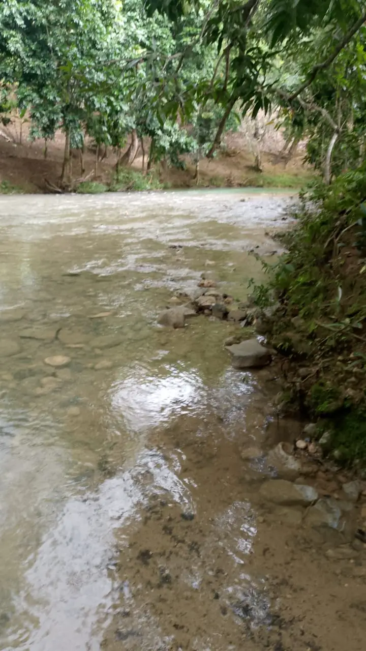 Finca de 71 tareas sembradas de cacao en Monte plata Foto 7279748-8.jpg