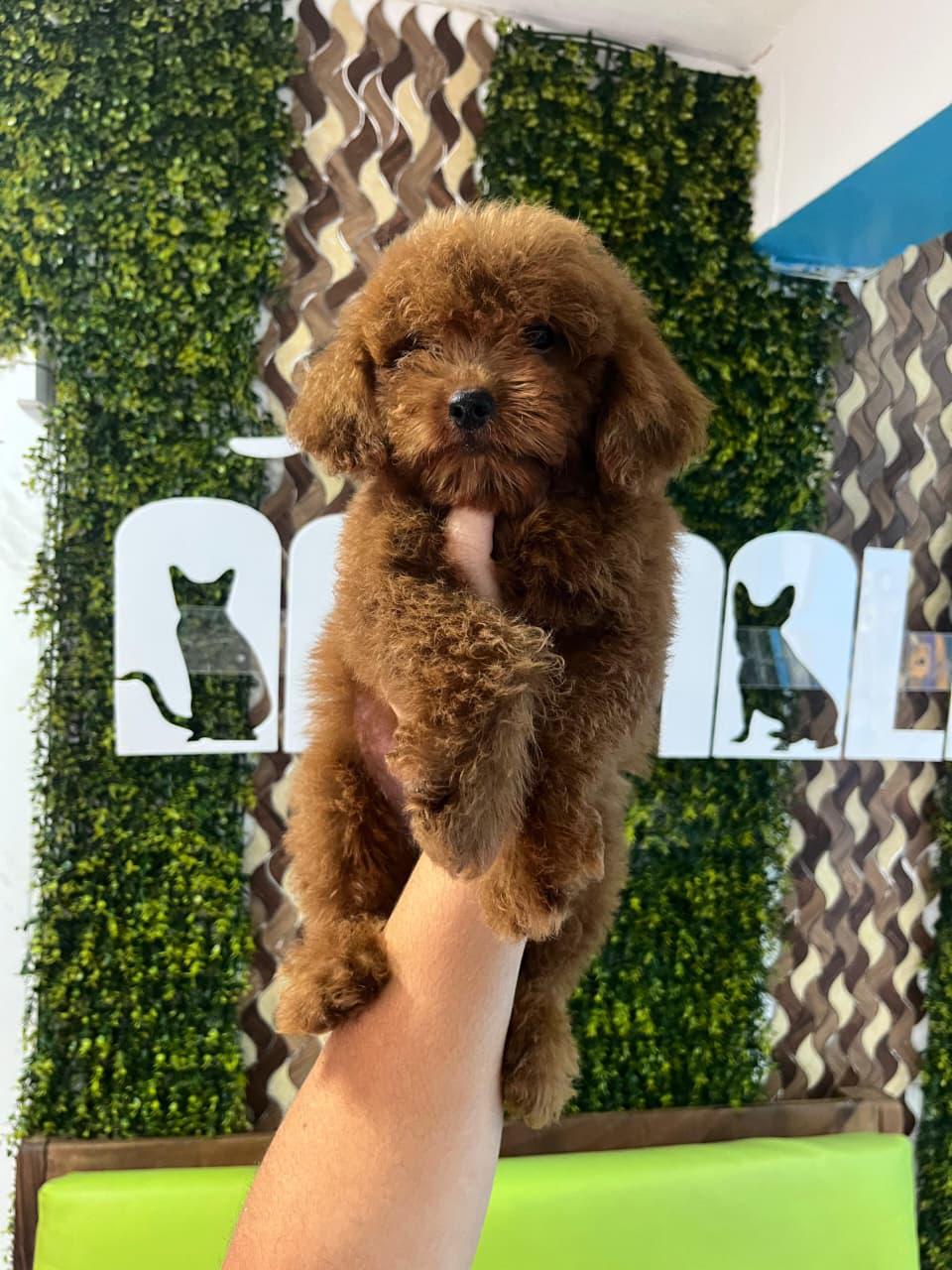 OFERTA CACHORRO GOLENDOODLE  MACHO EN SANTO DOMINGO Y SE ENTREGA CON T Foto 7279891-1.jpg