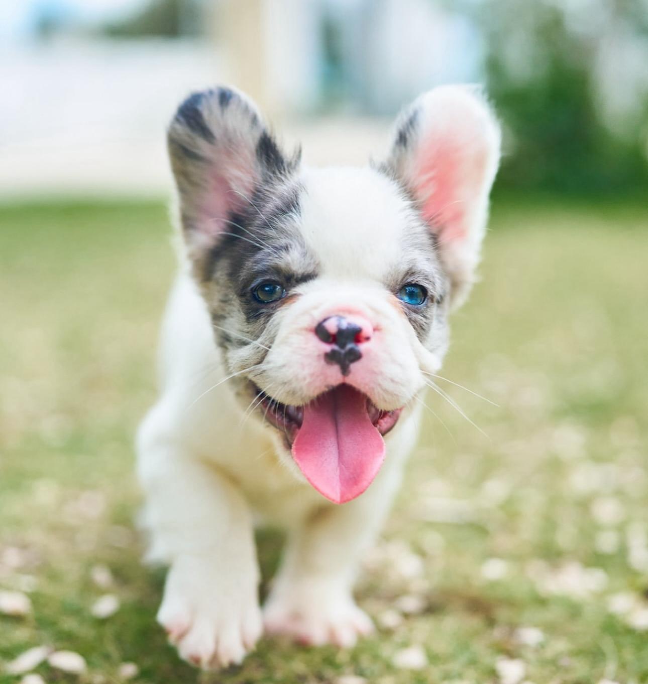 Bulldog Francés Fluffy Ambos Sexos  Foto 7279894-2.jpg