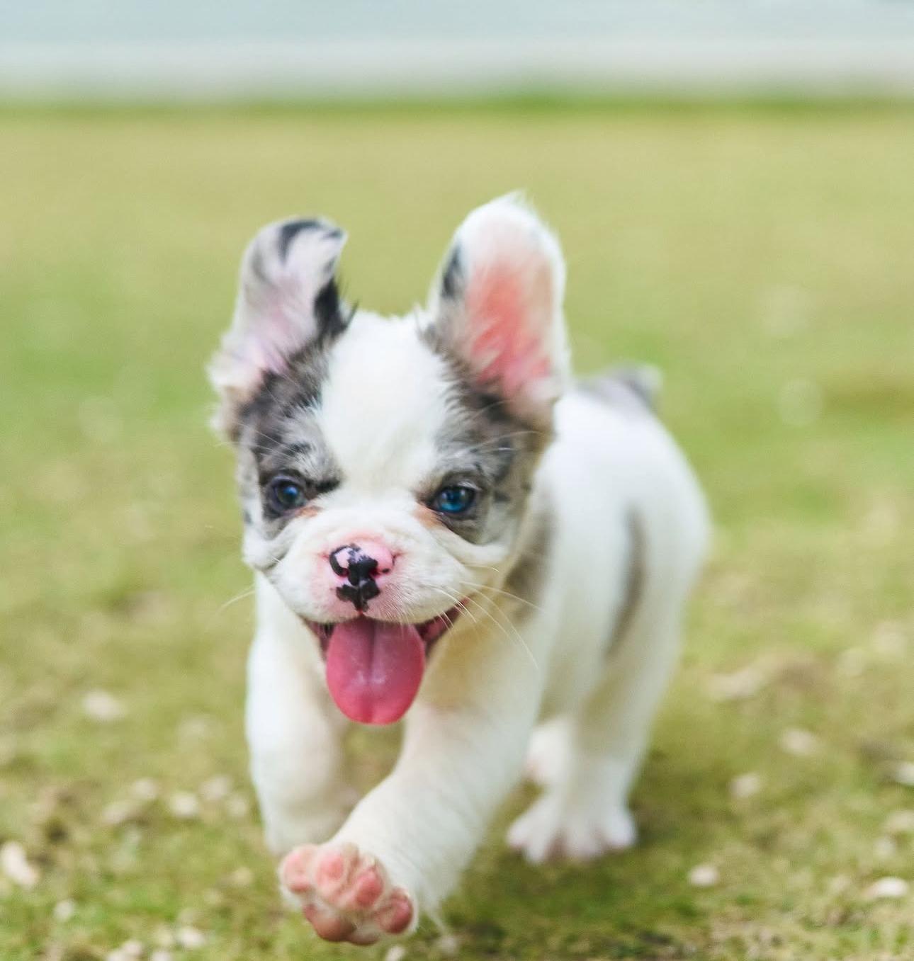 Bulldog Francés Fluffy Ambos Sexos  Foto 7279894-4.jpg