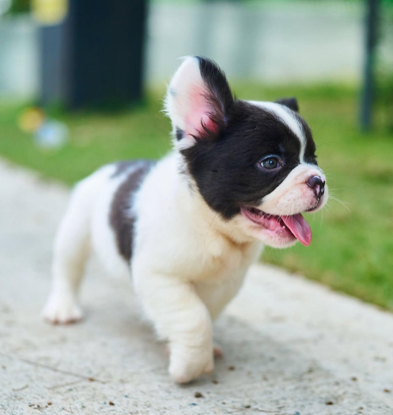 Bulldog Francés Fluffy Ambos Sexos  Foto 7279894-5.jpg