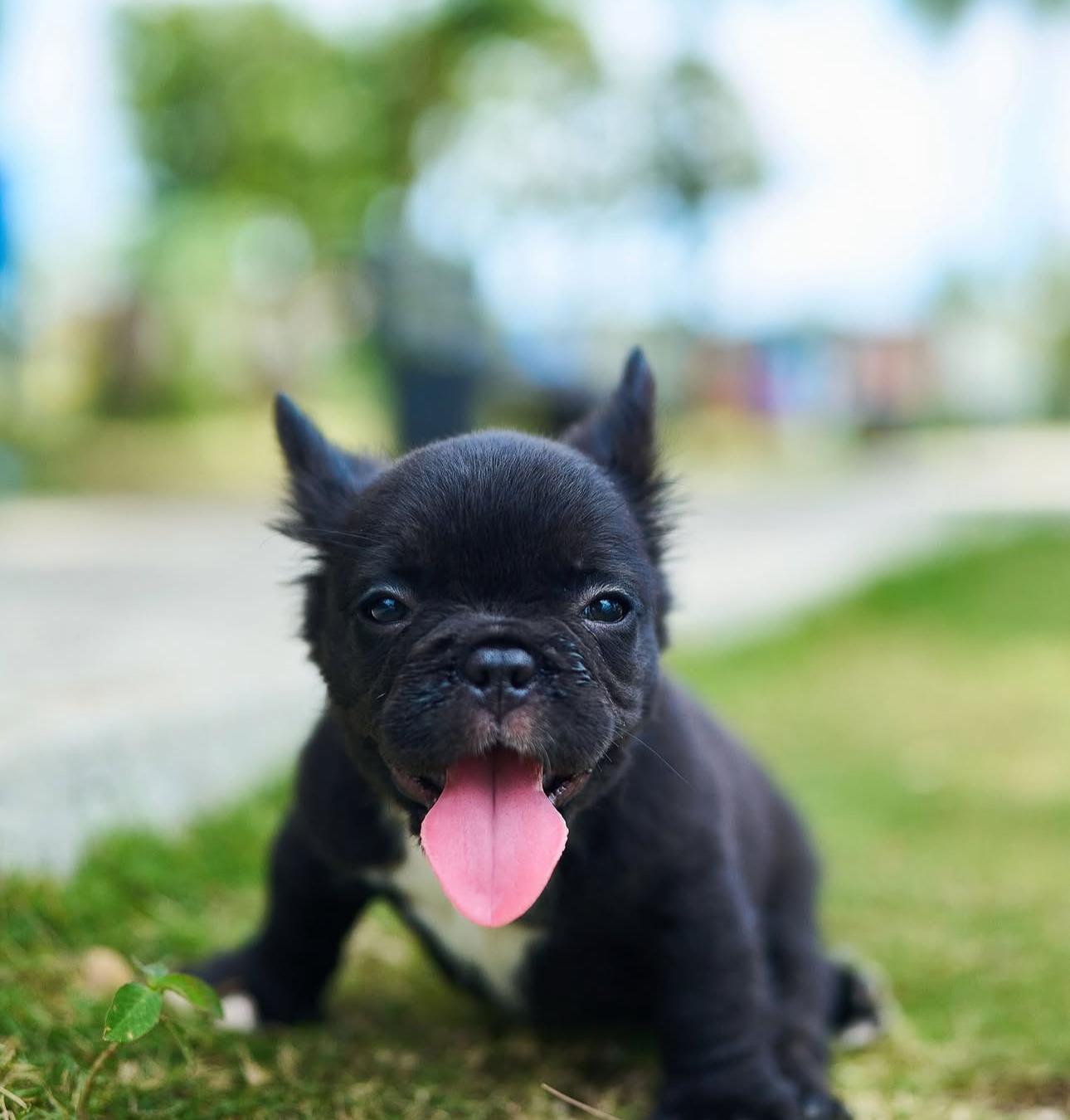 Bulldog Francés Fluffy Ambos Sexos  Foto 7279894-6.jpg