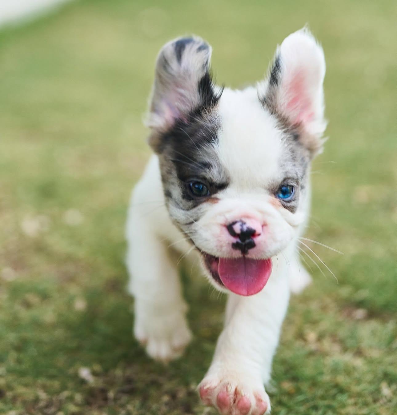 Bulldog Francés Fluffy Ambos Sexos  Foto 7279894-7.jpg