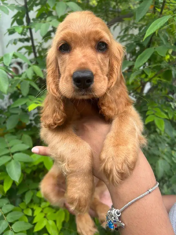 OFERTA CACHORRO COCKER SPANIEL HEMBRA EN SANTO DOMINGO CON SU VACUNA A Foto 7279905-1.jpg