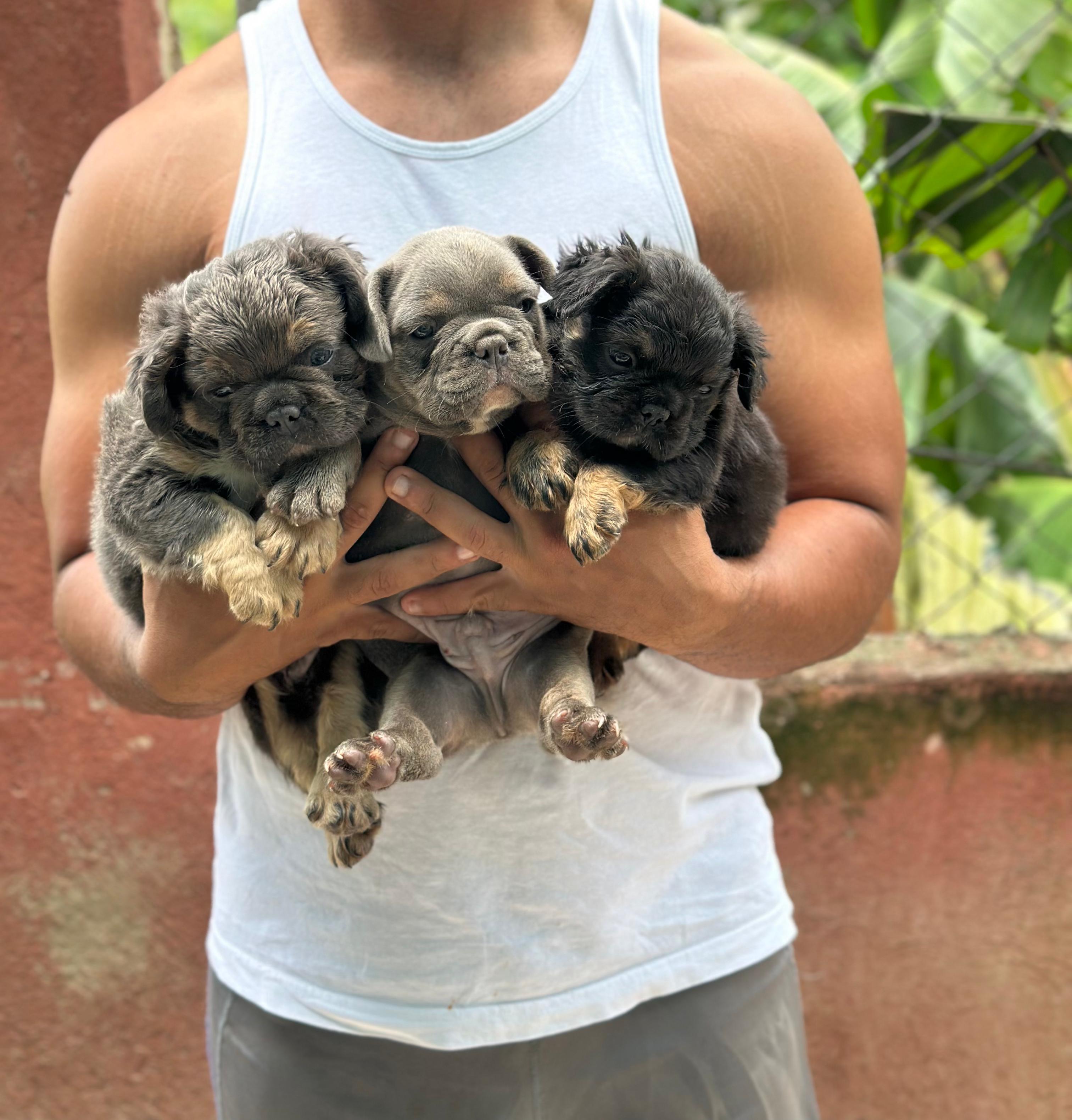 Bulldog Fluffy Ambos Sexos  Foto 7280396-2.jpg