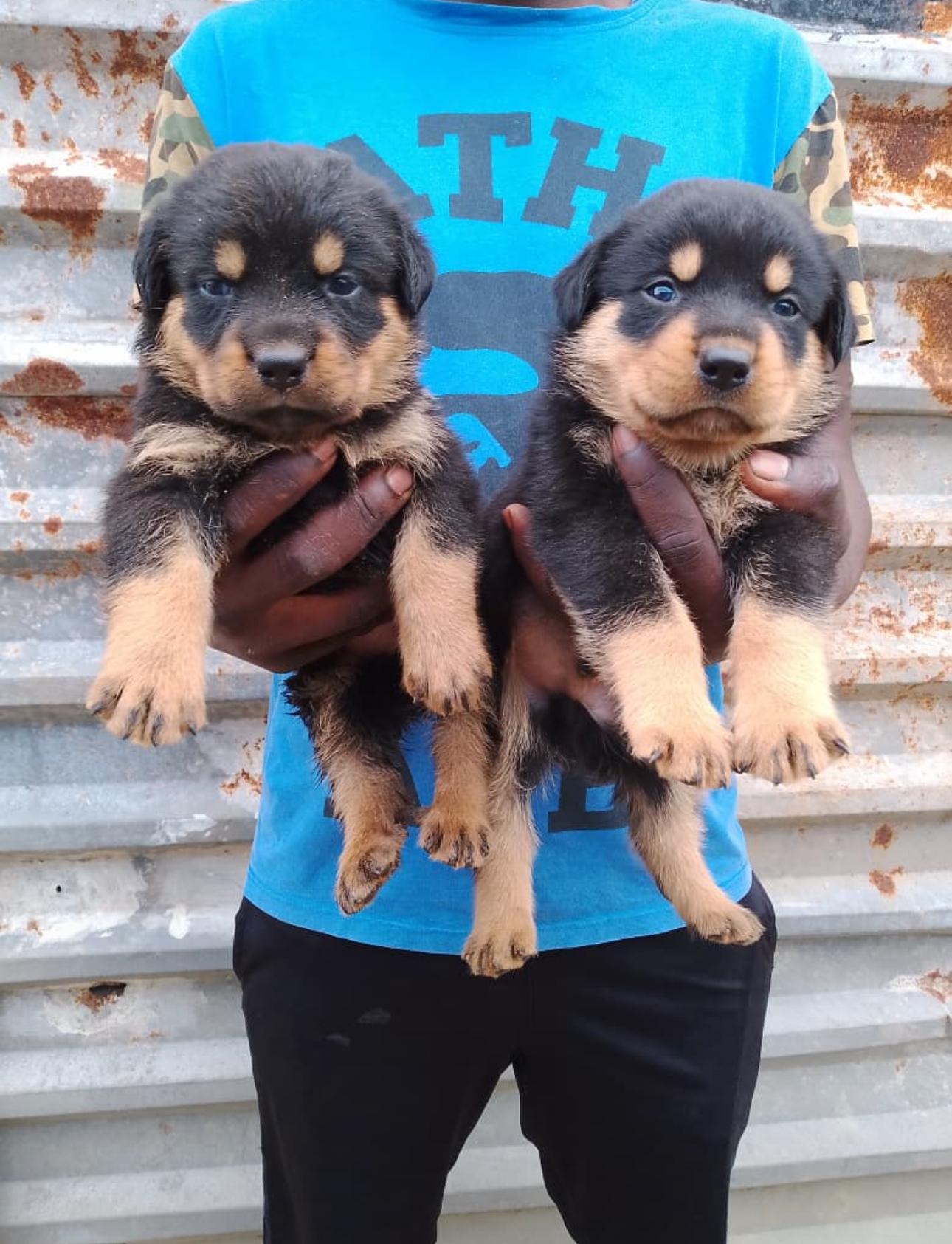 Rottweiler Ambos Sexos  Foto 7280397-2.jpg