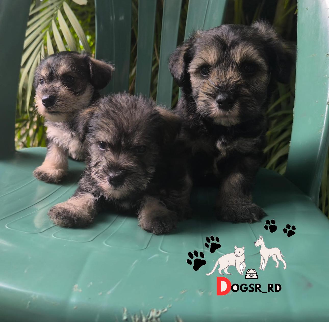 Schnauzer Ambos Sexos  Foto 7280400-1.jpg