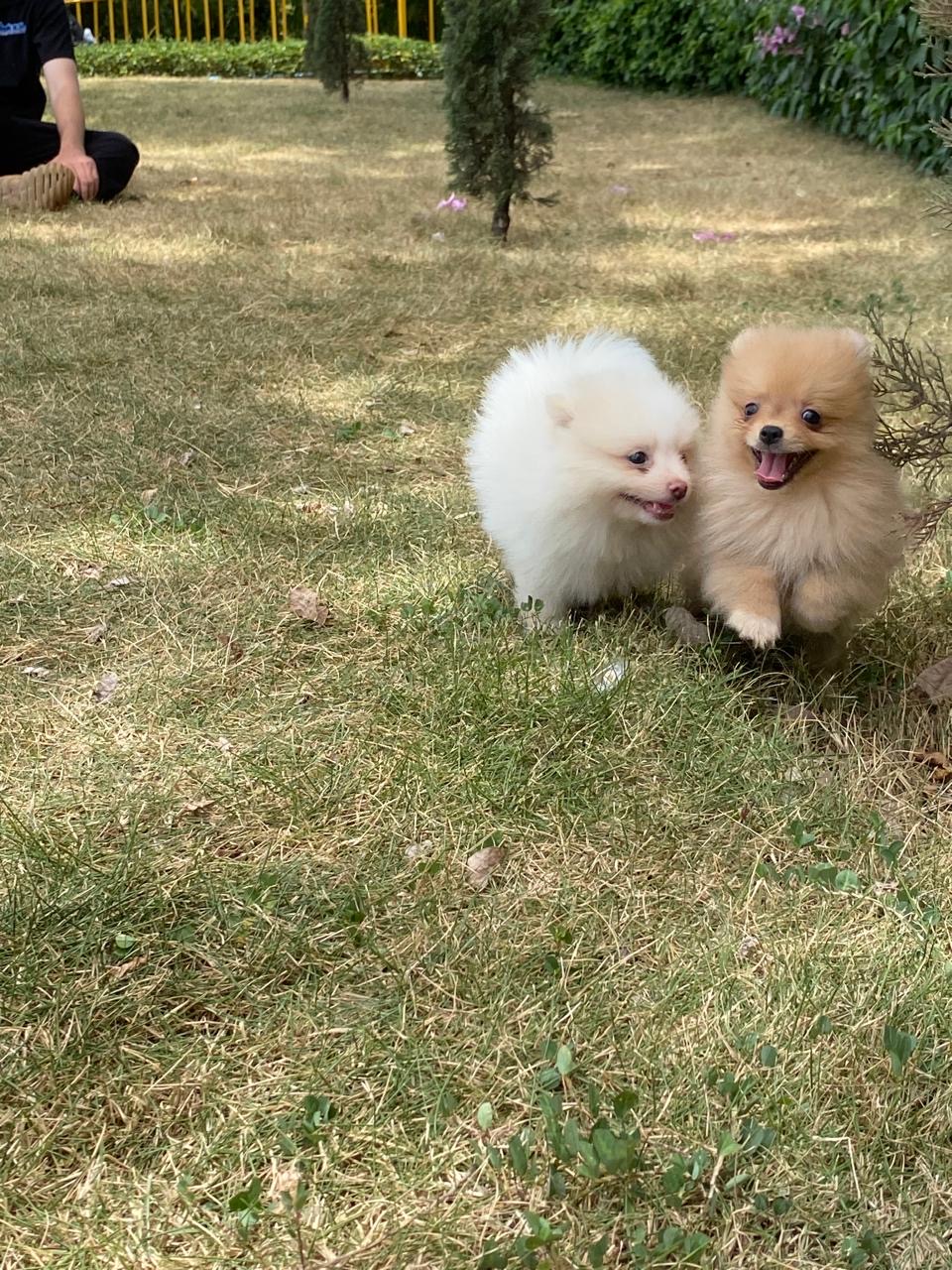 Pomerania Ambos Sexos  Foto 7280402-2.jpg