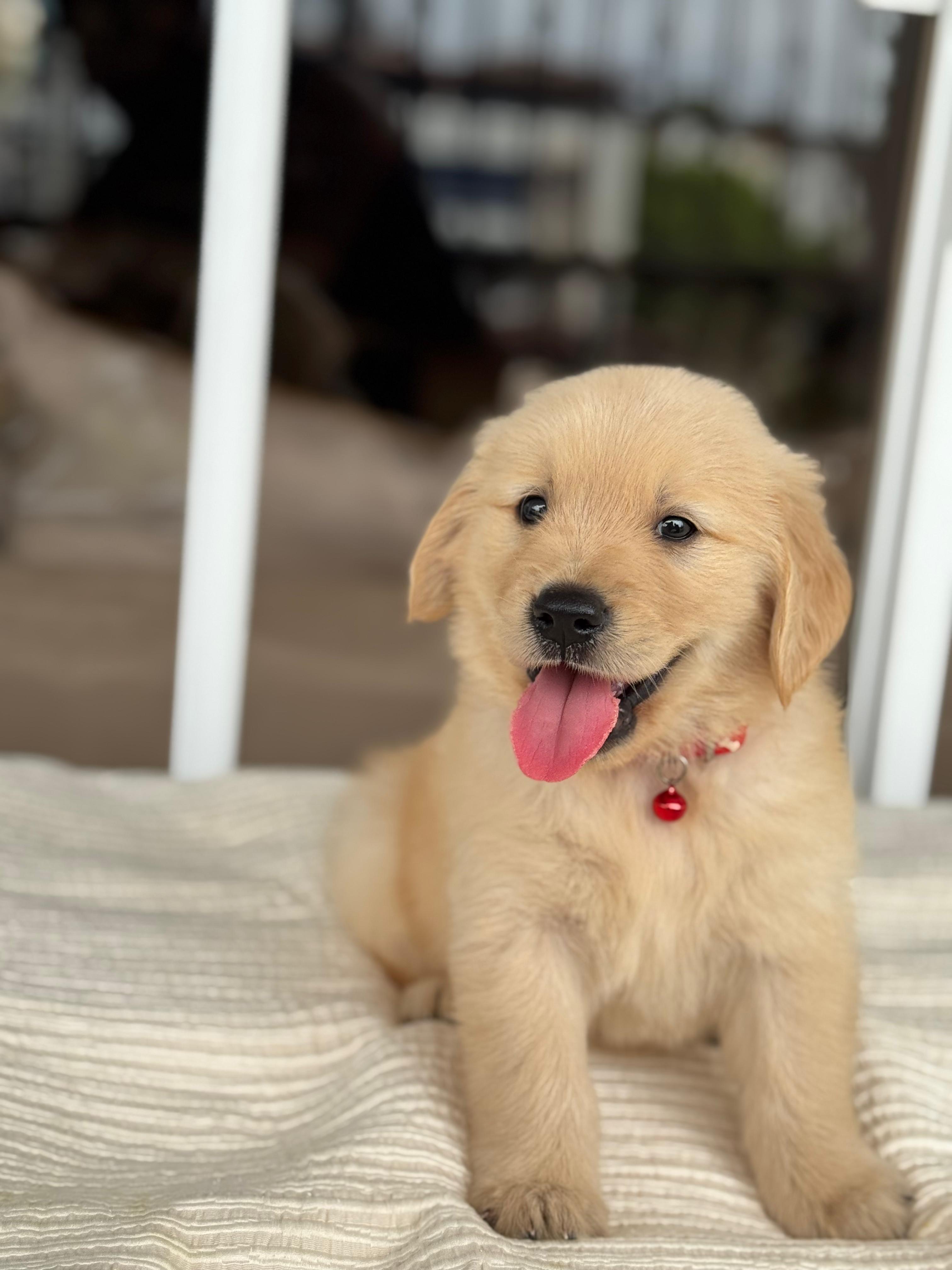 Golden Retriever Ambos Sexos  Foto 7280406-2.jpg