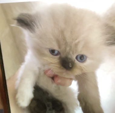 Gatita Persa Doll Face Himalaya Blue Point Foto 7281515-4.jpg