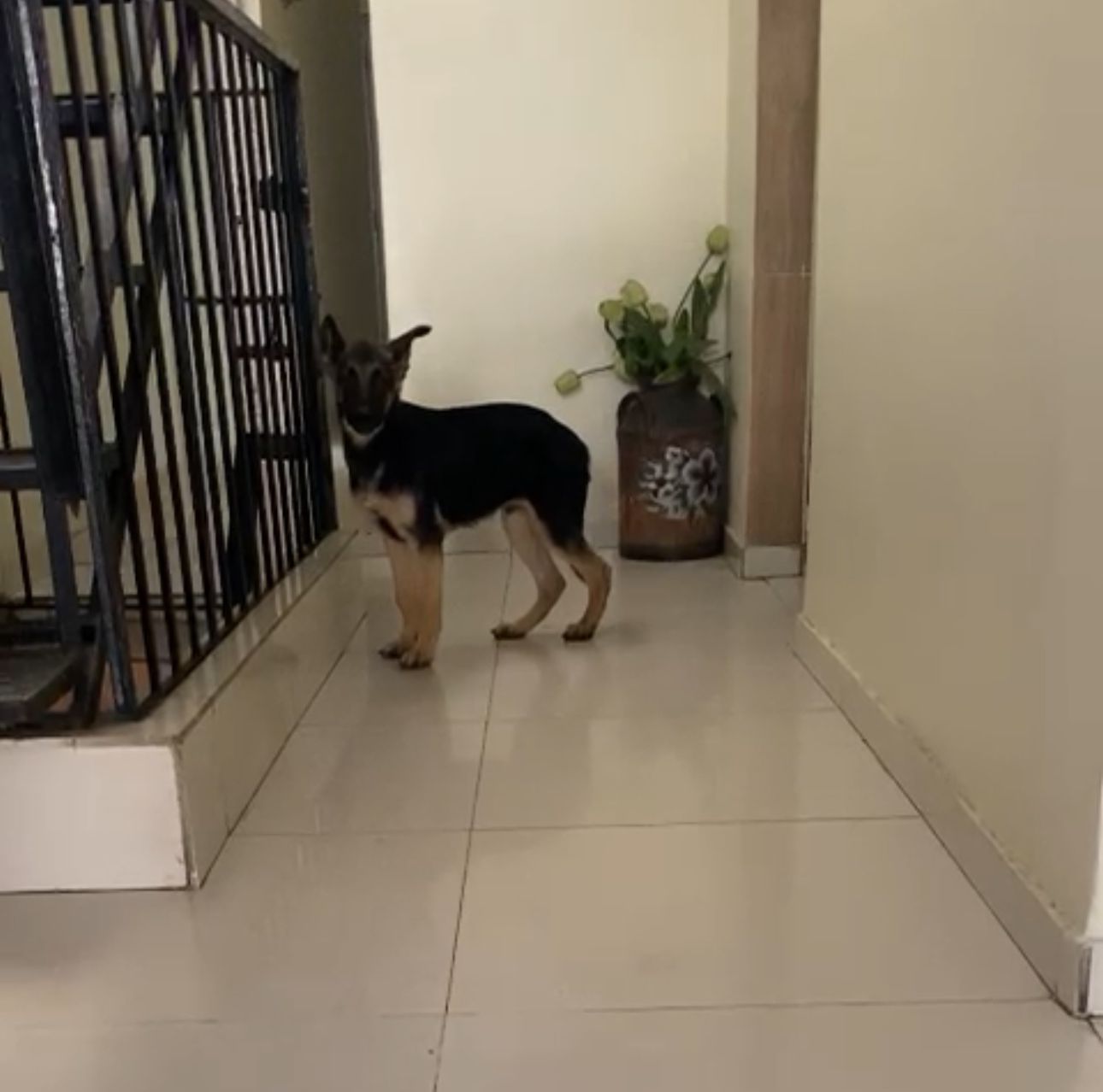 OFERTA CACHORRO PASTOR ALEMAN MACHO EN SANTO DOMINGO Y VACUNADO Foto 7281628-1.jpg