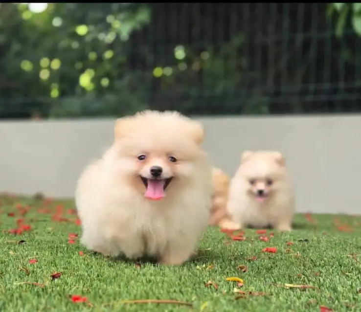 OFERTA CACHORRO POMERANIA AMBOS SEXO EN SANTO DOMINGO Y VACUNADO Foto 7281629-1.jpg