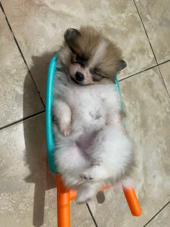OFERTA CACHORRO POMERANIA HEMBRA EN SANTIAGO Y VACUNA AL DIA Foto 7281632-1.jpg