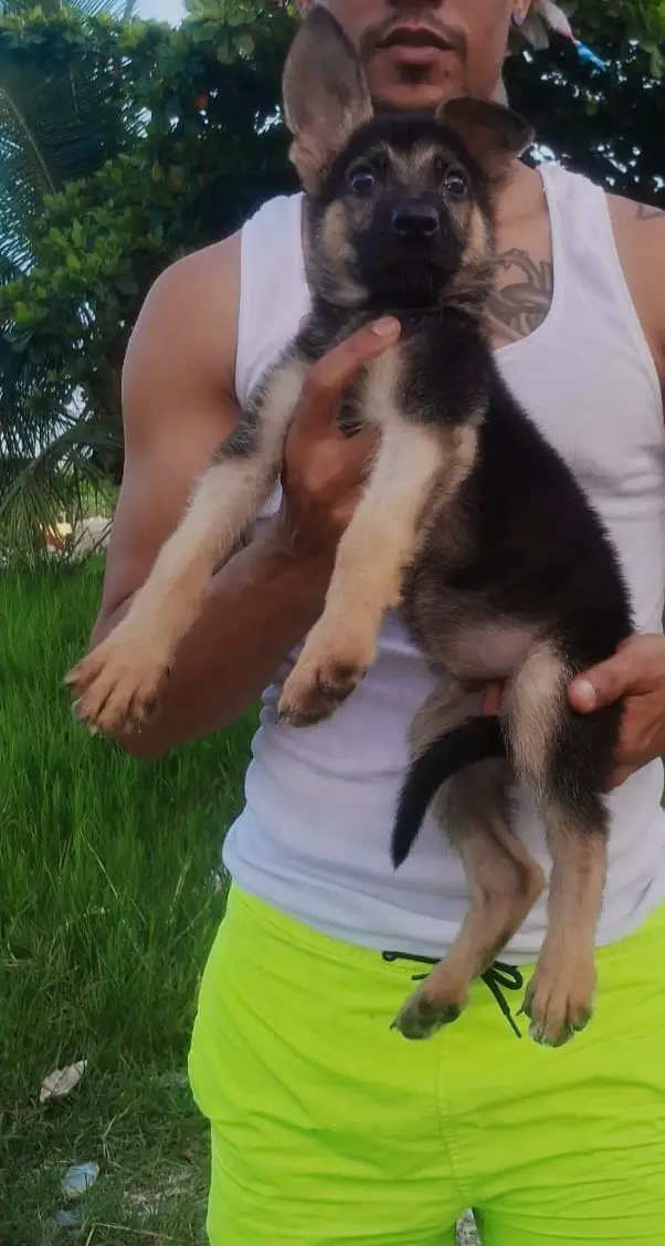 OFERTA CACHORRO PASTOR ALEMAN MACHO EN SANTO DOMINGO VACUNADO Foto 7281634-1.jpg