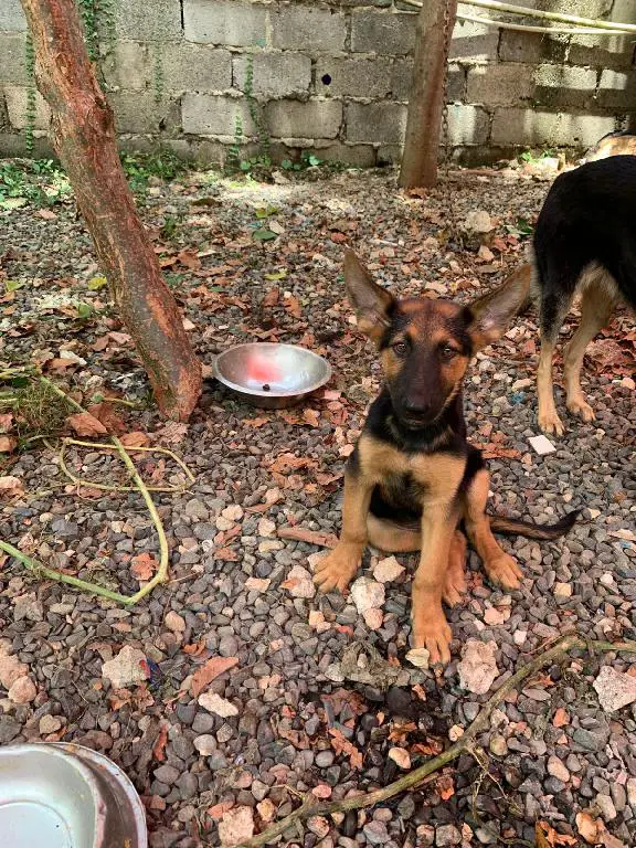 OFERTA CACHORRO PASTOR ALEMAN AMBOS SEXO EN SANTO DOMINGO Y VACUNADOS Foto 7282143-1.jpg