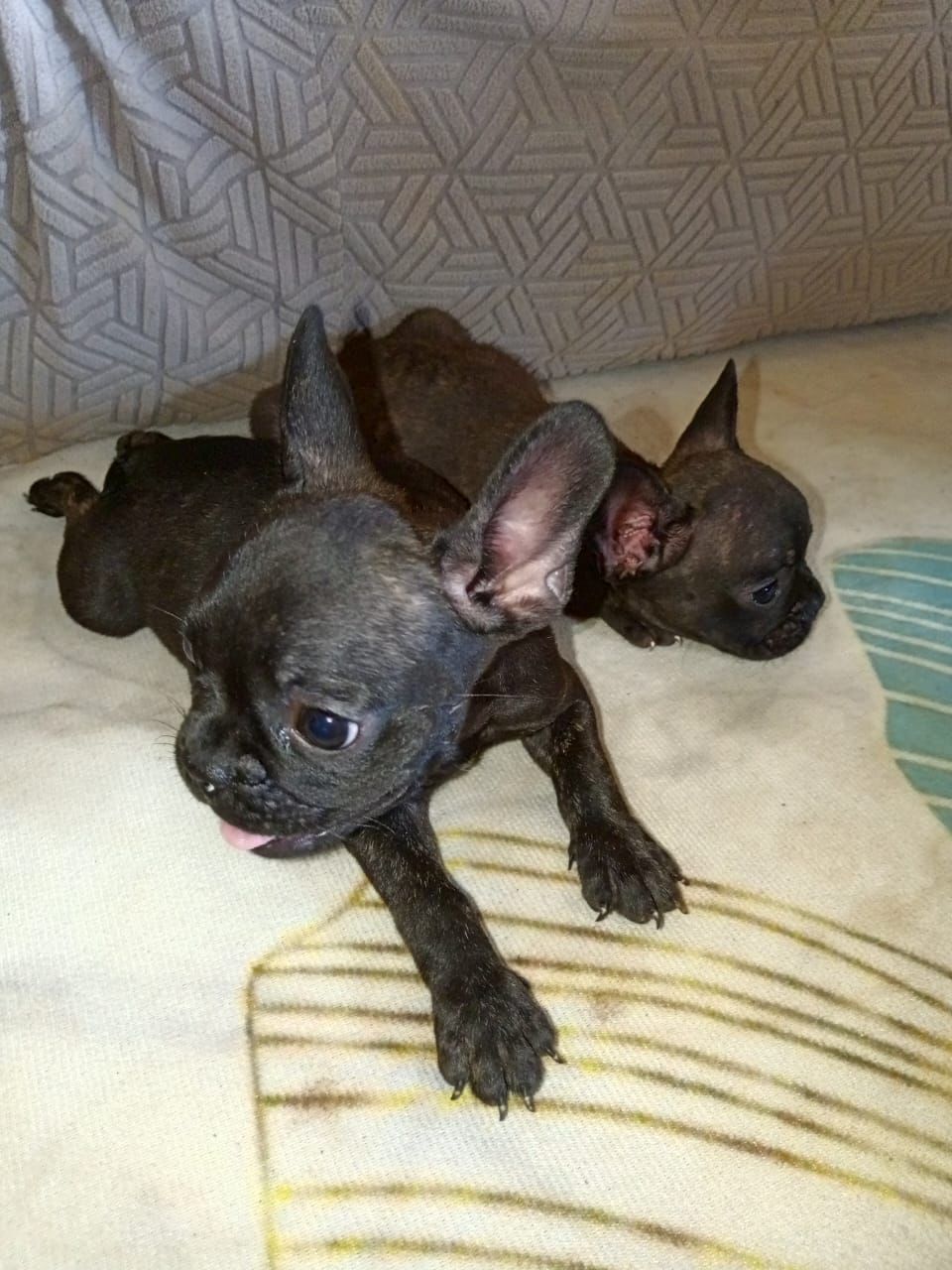 OFERTA CACHORRO BULLDOG FRANCES HEMBRA EN SANTO DOMINGO Y VACUNADO Foto 7282300-1.jpg
